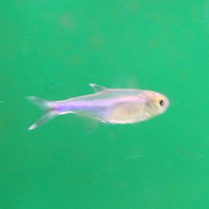 Blue tetra