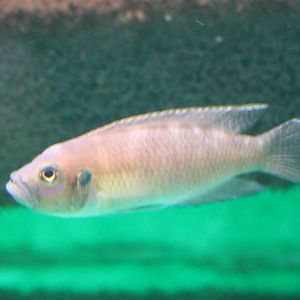 Neolamprologus brevis