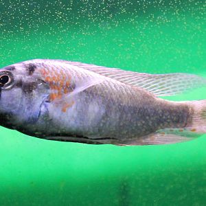 Astatotilapia burtoni