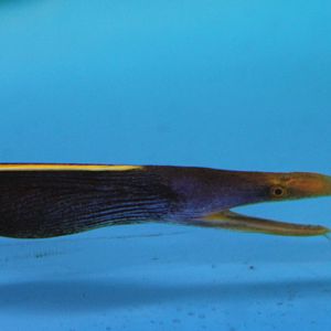 Leaf-nosed morey eel