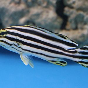 Plectorhinchus species