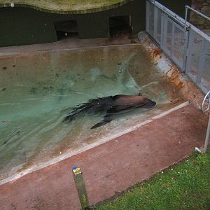 South American Sealion