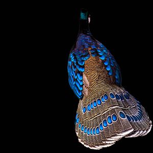 Palawan Peacock Pheasant
