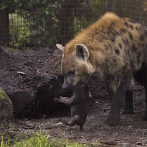 Newborn spotted hyena