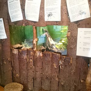 Invebrates enclosures