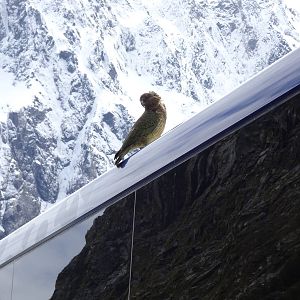 Kea, November 2015