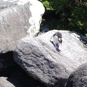 Crested Penguin, Milford Sound, November 2015