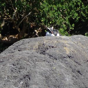 Crested Penguin, Milford Sound, November 2015