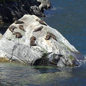 Fur Seals, Milford Sound, November 2015