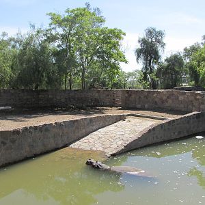 hippo exhibit mendoza zoo