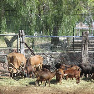 juan fernandez goats and red deer mendoza zoo