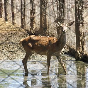 red deer mendoza zoo