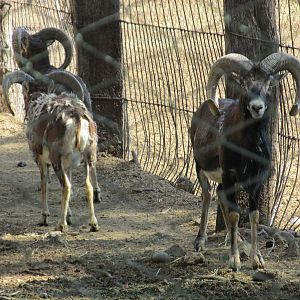 mouflon mendoza zoo