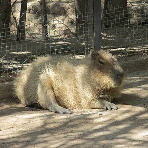 capybara mendoza zoo