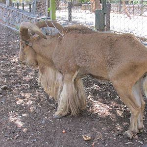 aoudad mendoza zoo