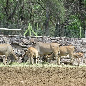 eland mendoza zoo
