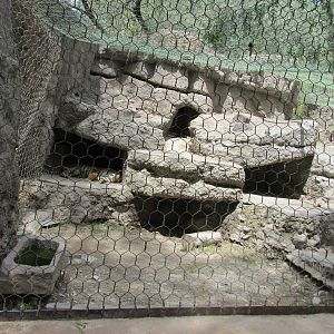 bengal tiger exhibit mendoza zoo