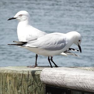 Black-billed Gulls, November 2015