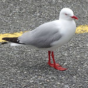 Red-billed Gull, November 2015