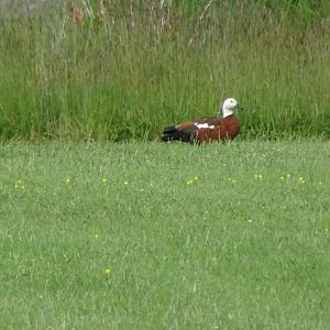Paradise Shelduck, November 2015