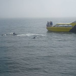 Dolphins, November 2015