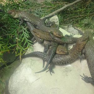 Cunningham's Skinks, November 2015