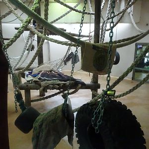 Orangutan playden, November 2015