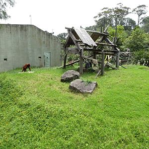 Bornean Orangutan enclosure, November 2015