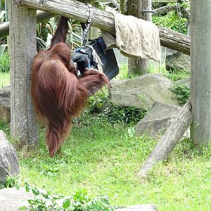 Orangutan enrichment, November 2015