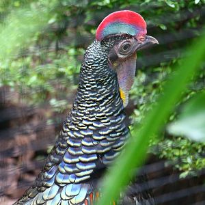Wings of Asia - Green Junglefowl