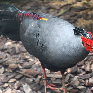 Wings of Asia - Siamese Fireback