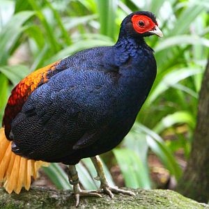 Wings of Asia - Malayan Crestless Fireback