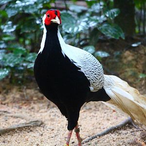 Wings of Asia - Silver Pheasant