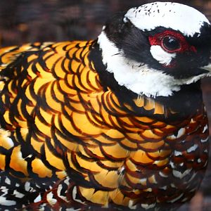Wings of Asia - Reeve's Pheasant