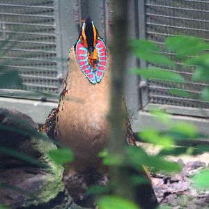 Wings of Asia - Cabot's Tragopan