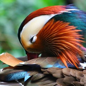 Wings of Asia - Mandarin Duck