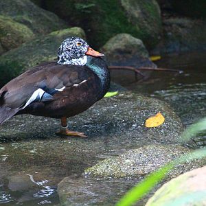 Wings of Asia - White-winged Wood Duck