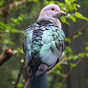 Wings of Asia - Island Imperial Pigeon