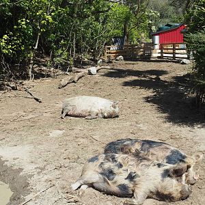 Wellington Zoo - Meet the Locals Kune Kune Pigs