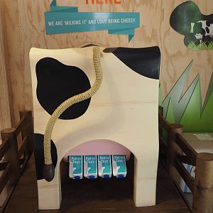 Wellington Zoo - Meet the Locals Dairy Display