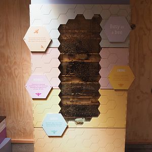 Wellington Zoo - Meet the Locals Honey Bees