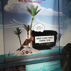 Wellington Zoo - Meet the Locals Maud Island Frog Exhibit