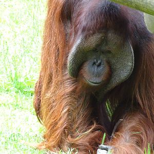 Bornean Orangutan, November 2015