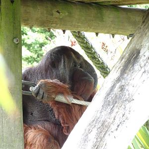 Bornean Orangutan, November 2015