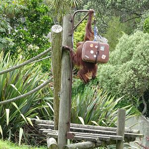 Orangutan, November 2015