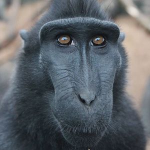 Sulawesi crested macaque