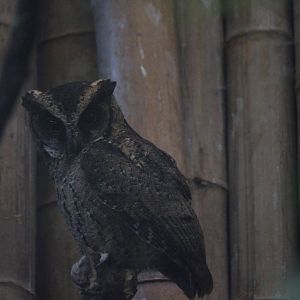 Lowland Luzon scops owl