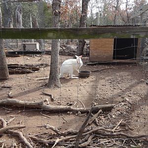 Albino Bennett's Wallaby