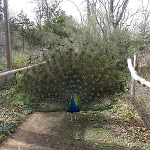 Peacock Displaying