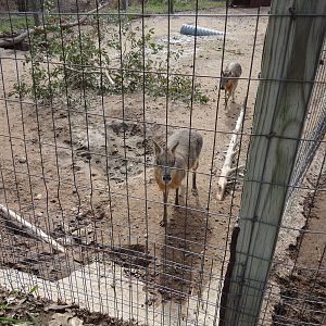 Patagonian Cavy